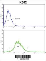 Anti-POU2F2 Rabbit Polyclonal Antibody