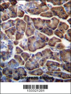 Anti-KCTD3 Rabbit Polyclonal Antibody