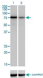 Anti-TCF12 Mouse Monoclonal Antibody [clone: 2E9]