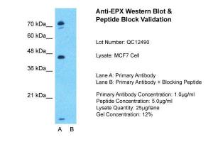 Anti-EPX Rabbit Polyclonal Antibody