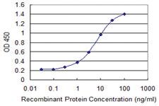 Anti-ZKSCAN8 Mouse Monoclonal Antibody [clone: 1F2]