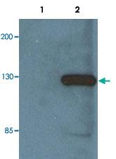 Anti-V5 Tag Monoclonal Antibody [clone: E10/V4RR]