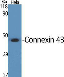 Antibody A94338-100