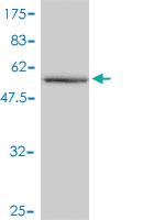 Anti-CAB39L Mouse Polyclonal Antibody