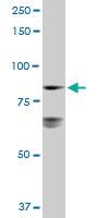 Anti-LETM1 Rabbit Polyclonal Antibody