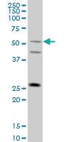 Anti-TRIML1 Mouse Monoclonal Antibody [clone: 4F8]