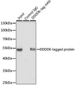 Anti-IgG Rabbit Polyclonal Antibody