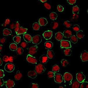 Immunofluorescent analysis of K562 cells stained with Anti-CD43 Antibody [SPN/1094] followed by Goat Anti-Mouse IgG (CF&#174; 488) (Green). The nuclear counterstain is NucSpot.