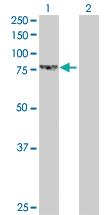 Anti-LETM1 Rabbit Polyclonal Antibody