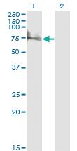 Anti-ZKSCAN8 Mouse Monoclonal Antibody [clone: 1F3]