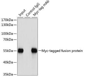 Immunoprecipitation of over-expressed Myc-tagged protein in 293T cells incubated using Anti-Myc Tag Antibody [AMC0504] (A17318)