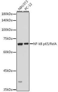 Western blot analysis of extracts of various cell lines, using Anti-NF-kB p65 Antibody (A80443) at 1:1000 dilution. The secondary Antibody was Goat Anti-Rabbit IgG H&L Antibody (HRP) at 1:10000 dilution. Lysates/proteins were present at 25 µg per lane