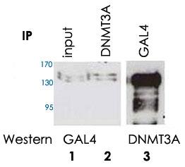 Anti-DNMT3A Rabbit Polyclonal Antibody