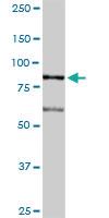 Anti-LETM1 Rabbit Polyclonal Antibody