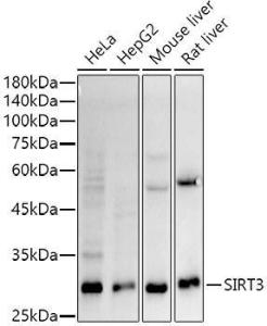 Western blot analysis of extracts of various cell lines, using Anti-SIRT3 Antibody [ARC51535] (A308370) at 1:1000 dilution