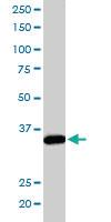 Anti-PPP2CA Goat Polyclonal Antibody