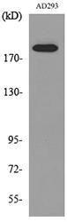 Western blot analysis of lysate from AD293 cells using Anti-A2M Antibody