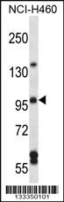 Anti-ARHGEF26 Rabbit Polyclonal Antibody