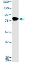 Anti-LETM1 Mouse Monoclonal Antibody [clone: 2C6]