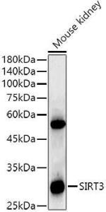 Western blot analysis of extracts of Mouse kidney, using Anti-SIRT3 Antibody [ARC51535] (A308370) at 1:1000 dilution