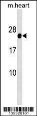 Anti-HOXB7 Rabbit Polyclonal Antibody