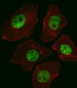 Anti-SOX2 Mouse Monoclonal Antibody (FITC (Fluorescein Isothiocyanate)) [clone: 57CT23.3.4]