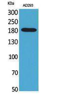 Western blot analysis of AD293 cells using Anti-A2M Antibody