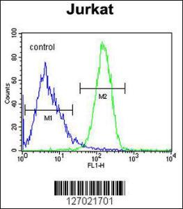 Anti-CC106 Rabbit Polyclonal Antibody