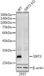 Western blot analysis of extracts from wild type (WT) and SIRT3 knockout (KO) 293T cells, using Anti-SIRT3 Antibody [ARC51535] (A308370) at 1:1000 dilution