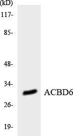 Western blot analysis of the lysates from K562 cells using Anti-ACBD6 Antibody