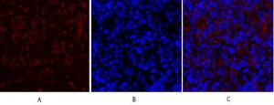 Immunofluorescence analysis of rat spleen tissue using Anti-Collagen II Antibody (red) at 1:200 (4°C overnight) Cy3 labelled secondary antibody was used at 1:300 (RT 50min) Panel A: Target Panel B: DAPI Panel C: Merge