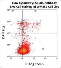 Anti-ABCB5 Rabbit Polyclonal Antibody