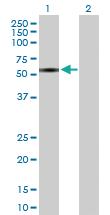 Anti-ZNF680 Mouse Polyclonal Antibody