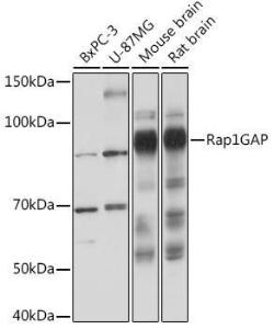 Western blot analysis of extracts of various cell lines, using Anti-RAP1GAP Antibody [ARC2058] (A307431) at 1:1,000 dilution