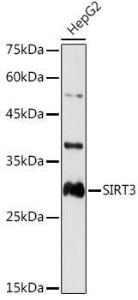 Western blot analysis of extracts of HepG2 cells, using Anti-SIRT3 Antibody (A308371) at 1:1,000 dilution