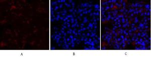 Immunofluorescence analysis of rat lung tissue using Anti-Collagen II Antibody (red) at 1:200 (4°C overnight) Cy3 labelled secondary antibody was used at 1:300 (RT 50min) Panel A: Target Panel B: DAPI Panel C: Merge