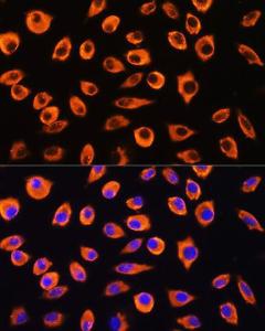 Immunofluorescence analysis of L929 cells using Anti-PCDHB4 Antibody (A305773) at a dilution of 1:100. DAPI was used to stain the cell nuclei (blue)