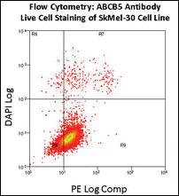 Anti-ABCB5 Rabbit Polyclonal Antibody