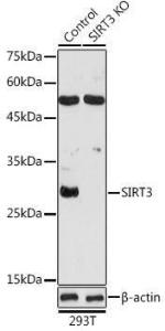 Western blot analysis of extracts from normal (control) and SIRT3 knockout (KO) 293T cells, using Anti-SIRT3 Antibody (A308371) at 1:1,000 dilution