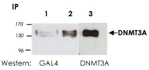 Anti-DNMT3A Rabbit Polyclonal Antibody