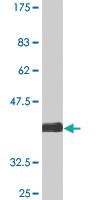 Anti-KLRAP1 Mouse Monoclonal Antibody [clone: 1H3]