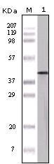 Western blot analysis using OVA monoclonal antibody against truncated OVA recombinant protein.