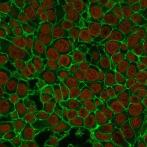 Immunofluorescent analysis of MCF-7 cells stained with Anti-EpCAM Antibody [EGP40/837] followed by Goat Anti-Mouse IgG (CFand#174; 488) (Green). The nuclear counterstain is NucSpot (Red)