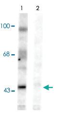 Anti-EFNB Rabbit Polyclonal Antibody