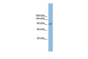 Anti-PIWIL2 Rabbit Polyclonal Antibody