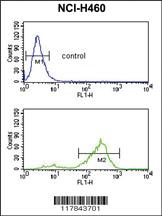 Anti-VTN Rabbit Polyclonal Antibody