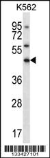 Anti-ELAVL3 Rabbit Polyclonal Antibody