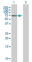 Anti-ZNF354A Mouse Polyclonal Antibody