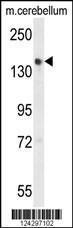 Anti-GLG1 Rabbit Polyclonal Antibody (APC (Allophycocyanin))