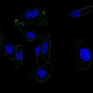 Immunofluorescent analysis of SK-OV-3 cells stained with Anti-EpCAM Antibody [EGP40/837] (AF488) (Green). DAPI was used to stain the cell nuclei (Blue)